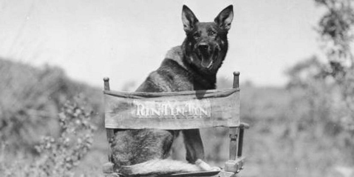 1734013206-wb-rin-tin-tin-2.jpg